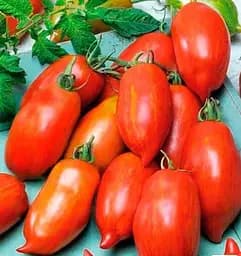 Насіння Весна Томат Алтей Зіпер 0.5 г (177232)