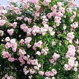 Троянда плетиста Agro-Market сріблясто-рожева напівмахрова Перлина стилю Pearl of style саджанець класу АА+ преміальний витривалий сорт 1 шт. в упаковці (45956)