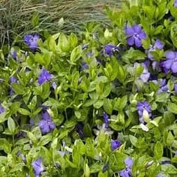 Саженец Agro-Market Барвинок пестролистный Illumination (эффектный почвопокровный многолетник) (115696) 1 шт. в упаковке