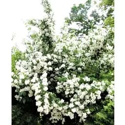 Жасмин гібридний садовий (чубушник) "Bouquet Blanc" С2 (175126) 1 саженец