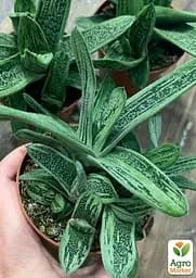 Саджанець Agro-Market Гастерія Little Warty кімнатна 15-25 см 1 шт. в упаковці (182633) - мініатюра 4