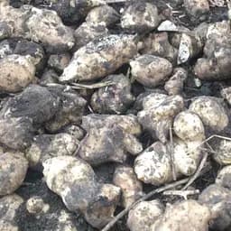 Топинамбур земляная груша бульбы свежие не мытые для посадки, пакет 8 кг