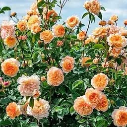 Роза плетистая Agro-Market Априкот ской саженец класса АА+ высший сорт 1 шт. в упаковке (178160)