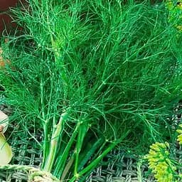 Семена Весна Укроп Мораван Зипер 7 г (177211)