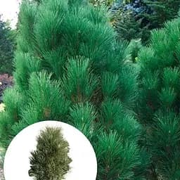 Сосна черная Agro-Market Green Tower ком/сетка высота 90-120 см 185194 1 саженец в упаковке