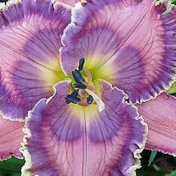 Лілійник "Blue Fantom" (181033) 1 шт