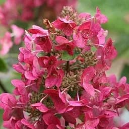 Саджанець Agro-Market Гортензія волотиста 2-х річна Mega Mindy висота саджанця 20-30см (181464)