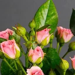 Троянда дрібноквіткова (спрей) Agro-Market Мон Флері Mont Fleury саджанець класу АА+ вищий сорт 1 шт. в упаковці (103455)