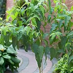 Евкаліпт кімнатний лимонний "Флагман" 2х річний саджанець висота 50-60см (182584) 1 саджанець