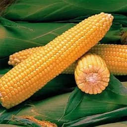 Кукуруза Весна Сладкое детство (в банке) 100г (52431)