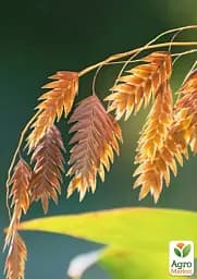 Саджанець Agro-Market Хасмантіум широколистий Uniola latifolia С1, 1 шт. в упаковці (182767) - мініатюра 5