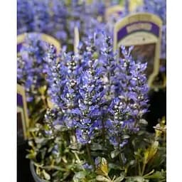 Саджанець Agro-Market Живучка повзуча Chocolate Chip (ефектний, багаторічний м'який килим) (154043) 1 шт.