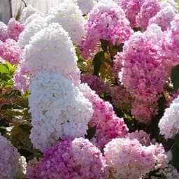 Саджанець Agro-Market Гортензія волотиста 2-х річна Мікс сортів С3, висота 20-40см (101972)