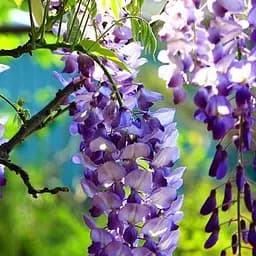 Саджанець Agro-Market Гліцинія насичено бузково-блакитна Казковий сад (Fairy garden) (преміальний махровий сорт) (46042)