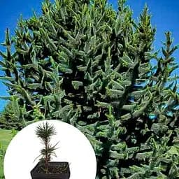 Сосна остиста Agro-Market 2-х річна Aristata С1 5 висота 15-20 см 175604 1 саджанець в упаковці