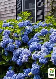Саджанець Agro-Market LMTD Гортензія крупнолиста квітуча 3-х річна Early Blue (35-40см) (62359) - мініатюра 3