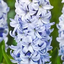 Гиацинт "Blue Eyes" (размер 14/15, большой) 2 шт (25547)