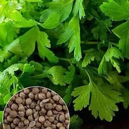 Насіння Agro-Market Кінза на вагу ціна за 20 г (13357)