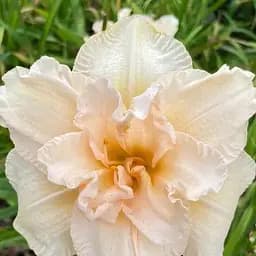 Лилейник "Land of Cotton" 1 шт (40981)