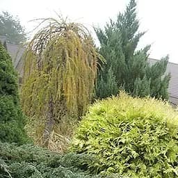 Саджанець Agro-Market Туя західна Globosa Aurea (контейнер Р9, висота 10-12 см) (25006)