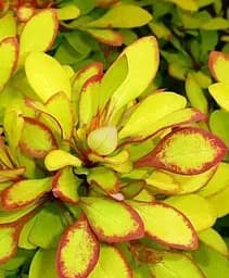 Барбарис Agro-Market Тунберга Limoncello контейнер P9 1 саджанець в упаковці