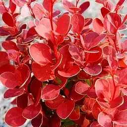 Барбарис Тунберга 2-х річний "Orange Dream" С2 (188047) 1 саженец