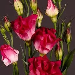 Эустома махровая "Adom Red" укоренена в контейнере Р9 (51982) 1 саженец