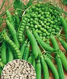 Горох Звеньевой Весна, на вес, цена за 50 г (177662)