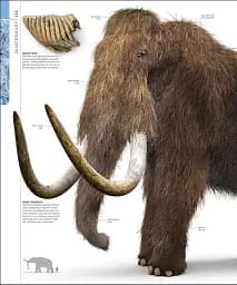 Dinosaurs and Prehistoric Life. The Definitive Visual Guide - мініатюра 13
