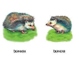 22 картинки. Мами і дитинчата - - мініатюра 2