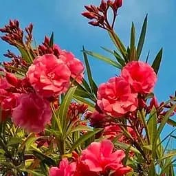 Саджанець Agro-Market Олеандр запашний (60473)