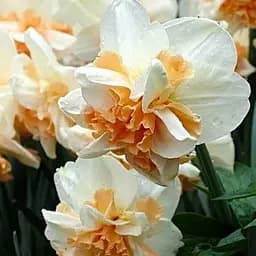 Нарцисс "Rosy Cloud" 2 шт (17160)