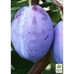 Саджанець Agro-Market Слива Президент укорінена в контейнері (саджанець 2 роки) (153156) - мініатюра 2