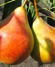 Саджанець Agro-Market Груша Бере Жиффар (літній сорт, ранній термін дозрівання) 1 шт. в упаковці (63968)