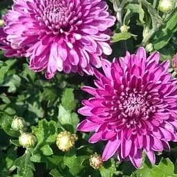 Хризантема мультифлора куляста "Diva Violet" (189660) 1 саженец