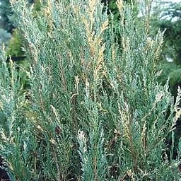 Ялівець скельний "Silver Star" (контейнер Р9 висота 15-20 см) (39030) 1 саджанець