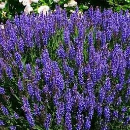 Шавлія Дубравна "Blue Field" (188221) 1 саженец