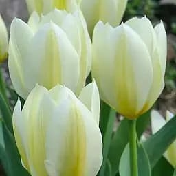 Тюльпан "Purissima" (186320) 2 шт