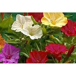 Мирабилис смесь Весна 3г (13271)