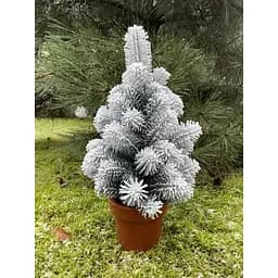 Ялинка Hvoya Premium лита у горщику 50 см засніжена