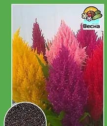 Насіння Весна Целозія Периста 0.3 г (12463)