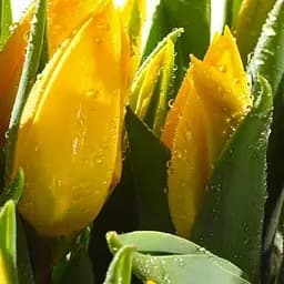 Тюльпан "Big Smile" (181268) 2 шт