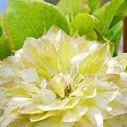 Саджанець Agro-Market Клематис Midori (38145)