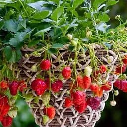 Клубника Ампельная Agro-Market "Клеттер Стар" (Kletter Star) (ремонтантный сорт с ароматом лесной земляники) (52649) 1 саженец в упаковке