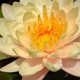 Нимфея Mangakala Ubol 1 саженец (185075) 