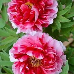 Пион древовидный Dao Jin (Китай саженец 2 года) (190790) 1 шт Нидерланды