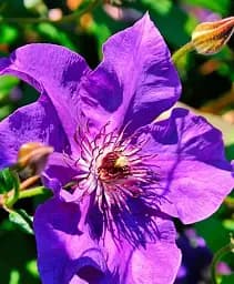 Клематис Agro-Market The President 2-х річний висота 40-60 см з Нідерландів 1 саджанець в упаковці (179784)