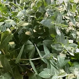 Эвкалипт шаровидный "StyX" С2 (185301) 1 саженец в упаковке