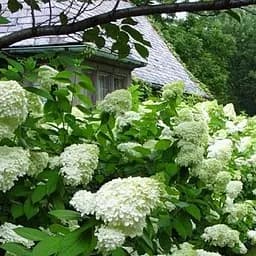 Саджанець Agro-Market Гортензія волотиста біла з лимонним відтінком Мадонна (Madonna) (преміальний швидко зростаючий, морозостійкий сорт) (48908)