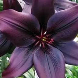 Лилия "Landini" 1 шт (17614)